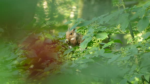 Adorable Squirrel eating nuts sitting on a tree branch in a green environment, natural frame alt