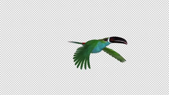Toucan - II - Green Aracari - Flying Transition 3 - Side View CU