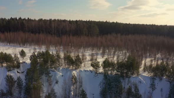 Winter and Green Forest on a Bright Sunny Day