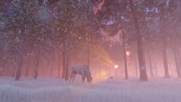 Horse Are Looking For Food In The Winter Forest