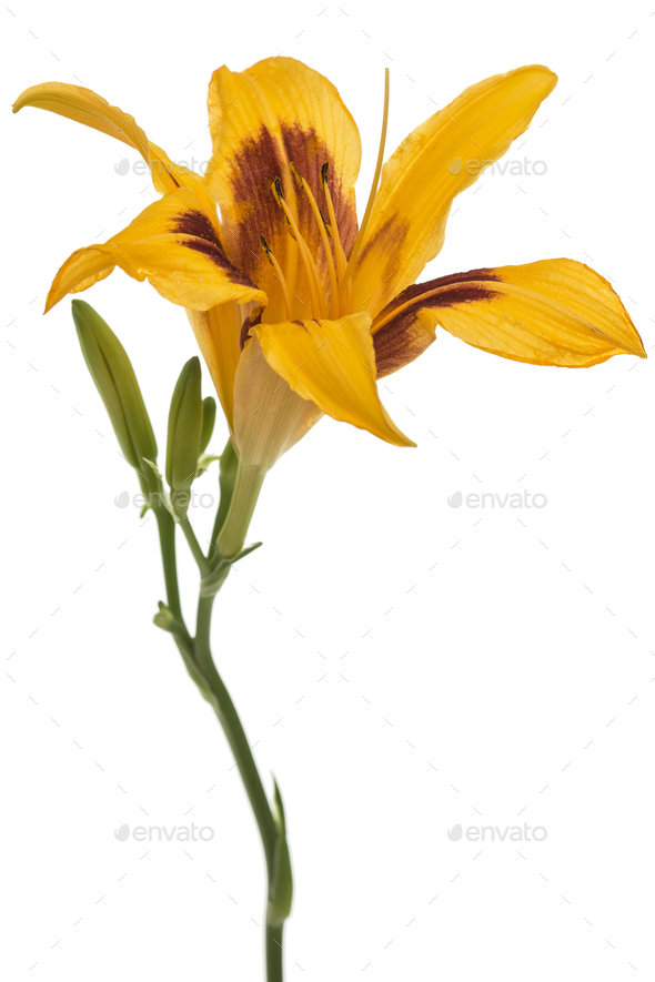 Flower of yellow day-lily, isolated on white background