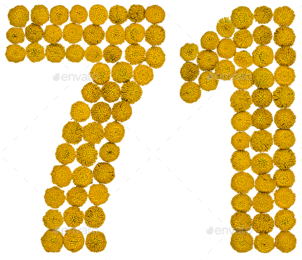 Arabic numeral 71, seventy one, from yellow flowers of tansy, isolated on white background