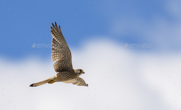 Common Kestrel (Falco Tinnunculus) in Flight Against the Sky. - Stock Photo - Images