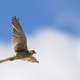 Common Kestrel (Falco Tinnunculus) in Flight Against the Sky. - PhotoDune Item for Sale