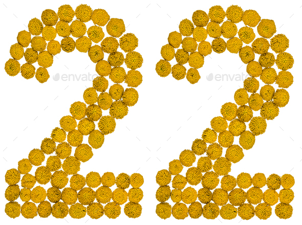 Arabic numeral 22, twenty two, from yellow flowers of tansy, isolated on white background