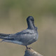 Black Tern (Chlidonias Nigra) Sitting on a Stump. - PhotoDune Item for Sale