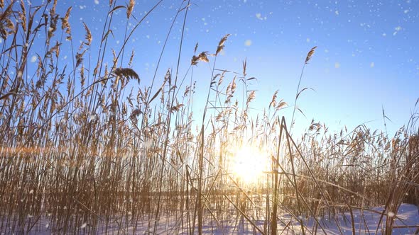 Reeds Sways in the Wind Against the Backdrop of Snow with Sunset alt