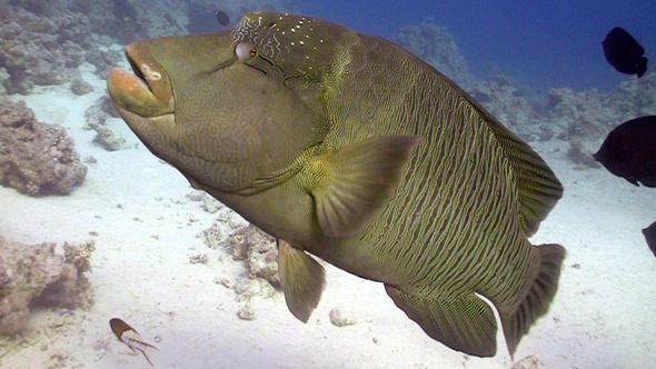 Navilion Fish Napoleon Fish On Coral Reef 5, Stock Footage | VideoHive