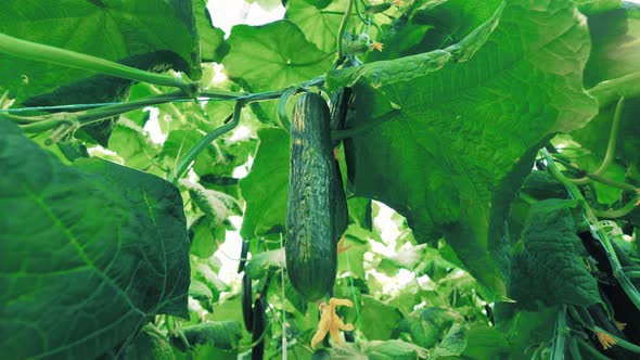 Close Up of Mellow Cucumbers in the Green Foliage alt