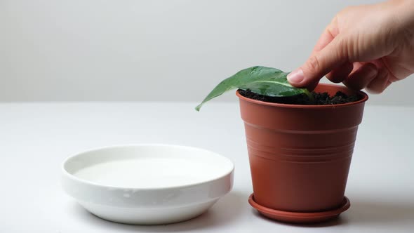 Propagation of Indoor Jasmine  Planting Cuttings with Sprouted Roots in a Pot with Earth alt