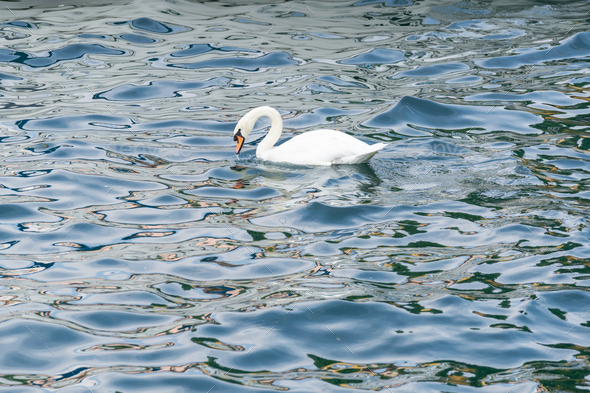 Graceful white swan latin name Cygnus Olor swimming in italian lake. Peace calm blue water