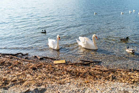 Graceful white swan latin name Cygnus Olor swimming in italian lake. Peace calm blue water