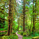 Lash rain forest hiking trail - PhotoDune Item for Sale