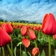 Tulip field - PhotoDune Item for Sale