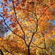 Beautiful Fall foliage - PhotoDune Item for Sale