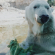 Polar bear eating lettuce - PhotoDune Item for Sale
