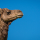 Camel - PhotoDune Item for Sale