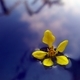 I love this yellow flower, a reflection of sky and clouds on the water makes it very beautiful to me - PhotoDune Item for Sale