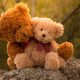 Two teddies cuddling outdoors in the sunshine  - PhotoDune Item for Sale