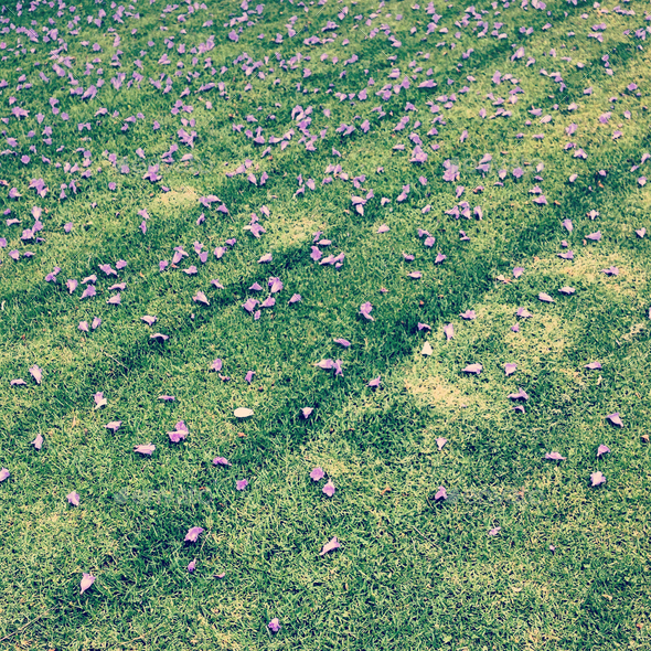 Spring only lasted two days and then the jacaranda trees started shedding. - Stock Photo - Images