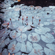 A pond with unblown water lilies - PhotoDune Item for Sale