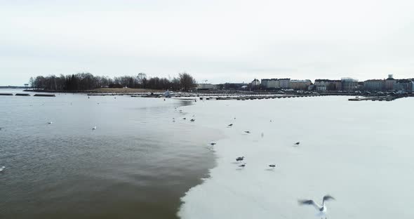 Moving shot of some birds standing and flying from an ice shelf in Helsinki, Finland. alt
