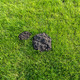 A mole mound in the garden of a house with a nice young lawn. - PhotoDune Item for Sale