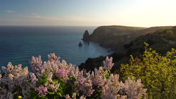 Blooming Branches of Lilac Against the Blue Sky on Sunset Over the Sea with Rocky Volcanic Cliff alt