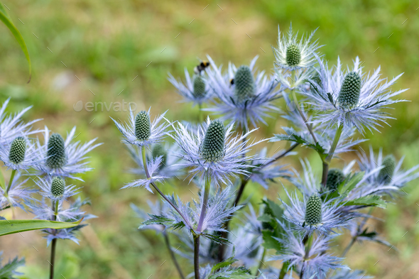 Eryngium alpinum 'Blue Star' also known as Blue Sea Holly - Stock Photo - Images