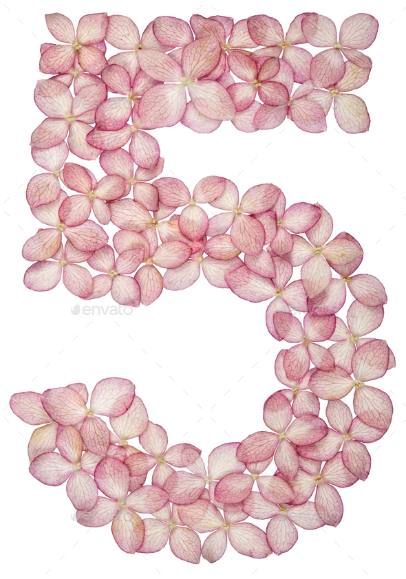 Arabic numeral 5, five, from flowers of hydrangea, isolated on white ...