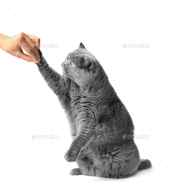The cat on its hind legs reaches for a treat.