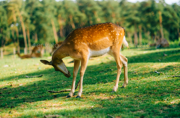 Red deer fallow deer majestically powerful animal in the forest ...