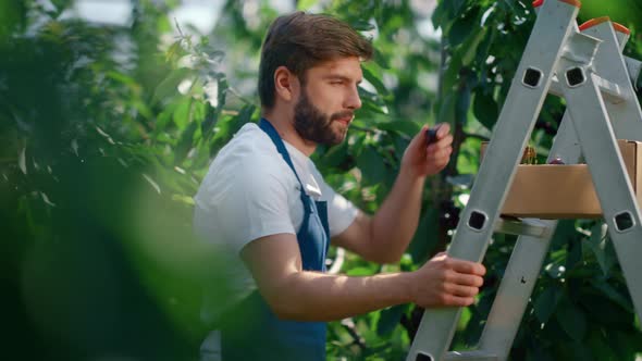 Farm Worker Harvesting Cherry Fruits From Trees in Peaceful Summer Garden alt
