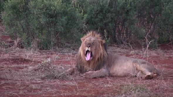 After big yawn, a male African Lion suddenly plops down to sleep alt