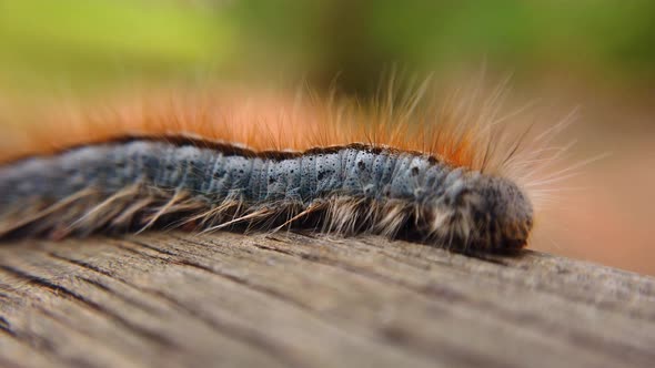 Extreme macro close up and extreme slow motion of a Western Tent Caterpillar as it walks along a pie alt