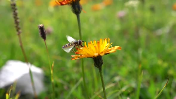 Bee Collects Nectar from Flower Crepis Alpina alt