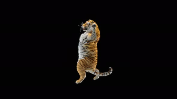 75 Tiger Standing Magic Attack 4K alt