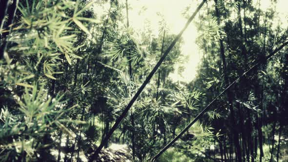 Green Bamboo Forest in Hawaii alt