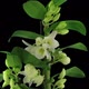 Time-lapse of opening Orchid Dendrobium - VideoHive Item for Sale