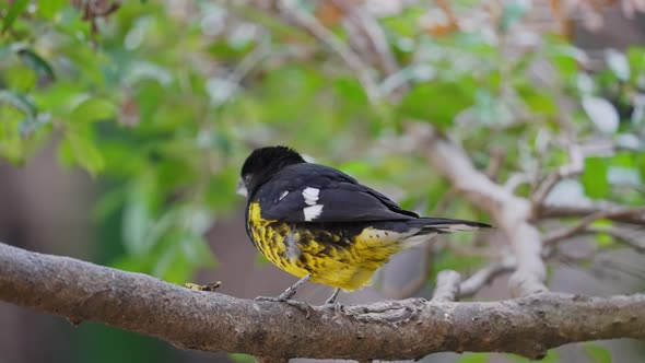 Black-backed Grosbeak perched on branch of tree in wilderness,close up shot alt