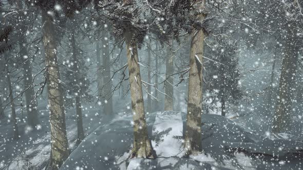 Heavy Snowstorm in Conifer Forest alt