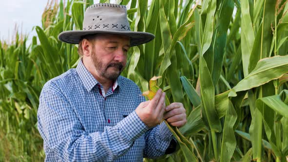 Elderly Handsome Farmer Agronomist Examines Corn Leaves Close Look ...