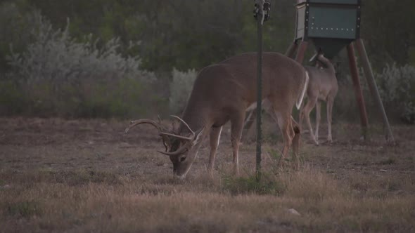 whitetail deer in texas, alt