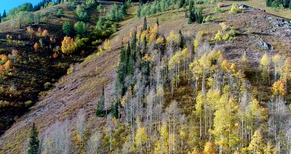 Colorado fall leaves turn gold, orange, and red in this gliding view of the mountain during fall. alt