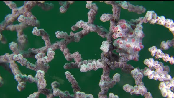 Pygmy Seahorse Bargibanti in sea fan. A Bargibanti Pygmy Seahorse ising in it's Gorgonian fan. alt