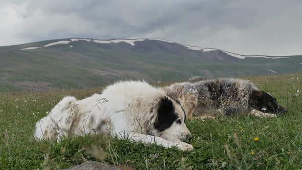 Two Large Shaggy Dogs Lying on the Grass Pressing Their Muzzles to Their Paws and Wagging Their alt