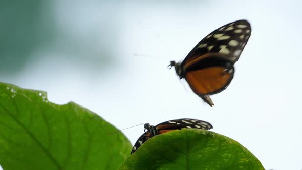 Orange and Black Dottet Tropical Butterfly Flapping its Wings Slow Motion
