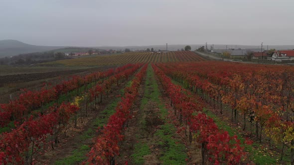 Aerial View On Vineyards In The Fall alt