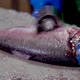 Fish Factory - VideoHive Item for Sale