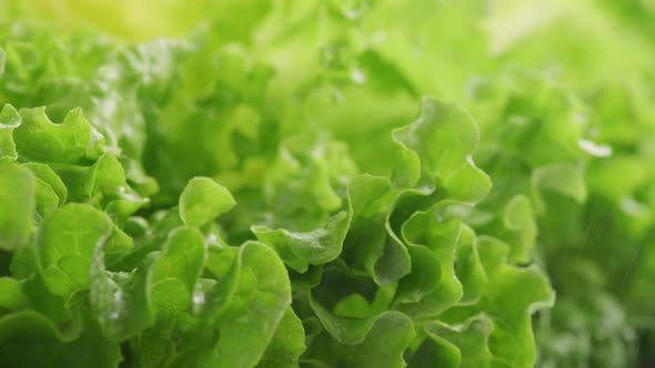 Close-up shot of fresh lettuce with water